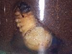 カブトムシ前蛹