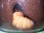 カブトムシ前蛹3