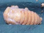 gira0510-1.jpg