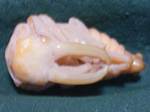 gira0510-2.jpg