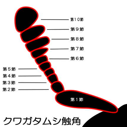 クワガタムシ触角