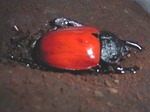 marusu7.jpg
